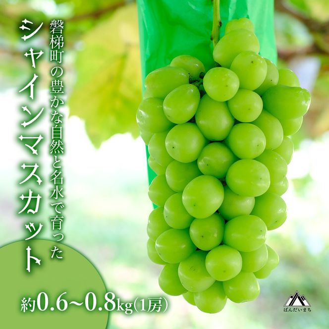 【先行予約】磐梯町産 シャインマスカット　約0.6～0.8kg（1房）　※2026年9月～10月発送予定　　大粒 種無し