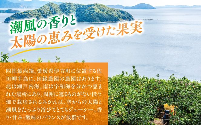 【先行予約】【数量限定】田縁農園の甘平（かんぺい）2kg ※離島への配送不可 （2027年1月25日より順次発送） IKTA028