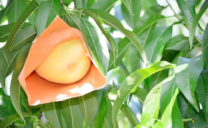 桃 2026年 先行予約 白桃 等級: ロイヤル 糖度12.0度以上 2玉入り 合計500g前後 もも モモ 岡山県産 国産 フルーツ 果物 ギフト