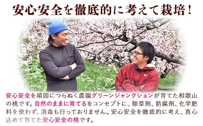 【秀品】和歌山 桃 5～8玉入 ときわオンライン《2025年6月下旬～9月中旬頃出荷》和歌山県 紀の川市 フルーツ 果物 桃 お中元 贈り物 ギフト 産地直送 農家直送---wsk_ctkw13_6g9c_24_13000_5t---