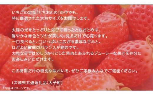 桐箱入り 大粒 とちおとめ 12粒【2026年12月上旬発送開始】(茨城県共通返礼品：大子町) いちご 苺 果物 フルーツ 果実