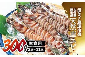  天然 活き〆車エビ 生食用 (計300g) エビ 海老 車海老 冷凍 刺身 さしみ 天ぷら 塩焼 バーベキュー 国産 大分県 大分県 佐伯市【DL18】【鶴見食賓館】