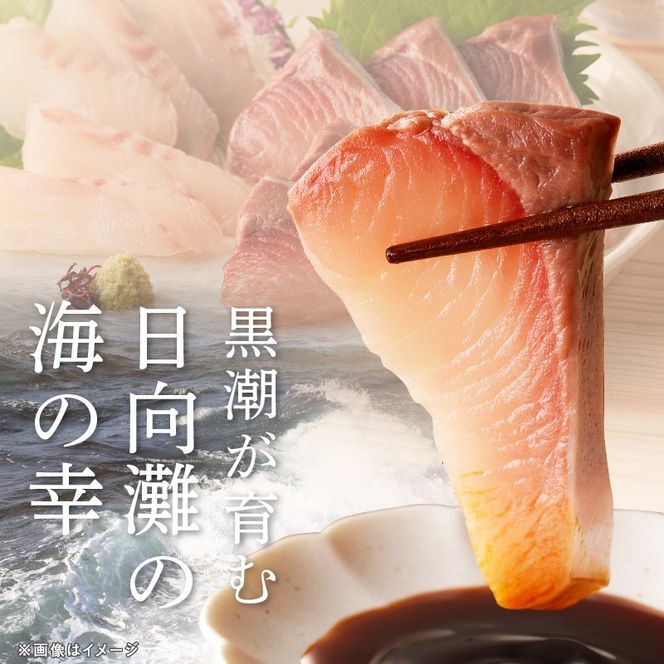 【12ヶ月定期便】大和海商　大和のこだわり漁師のお刺身　6人前 N072-YG0187_1