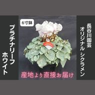 【先行予約】【長谷川園芸】オリジナル品種 シクラメン プラチナリーフ ６寸 ホワイト ※12月出荷【冬のギフト  フラワーギフト クリスマス 鉢花】(AT106)