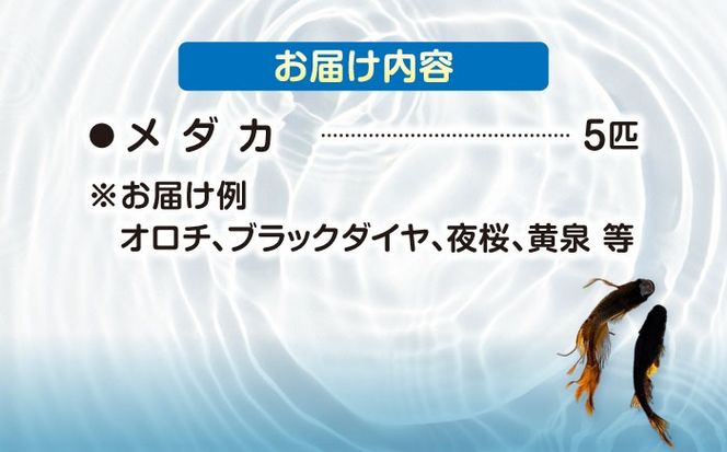 メダカ5匹（ブラック系） 【株式会社プロスパージャパン】 改良メダカ めだか 生体[AEAK003]