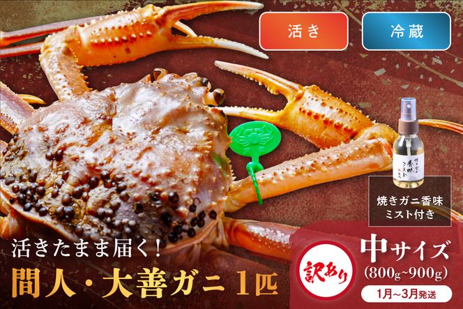 訳あり　【蟹の匠 魚政】京丹後市産 活きたまま届く！　間人ガニ大善ガニ　中サイズ  (800～900g) 1匹　香味ミスト付き(1月～3月発送）　UO01409