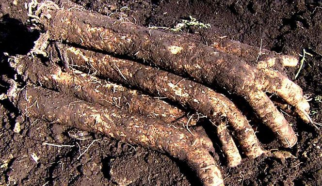 【セイショウ】京の希少野菜・堀川ごぼうを使用「京都堀川ごぼうチップス」［ 京都 スイーツ チップス おいしい 人気 おすすめ お取り寄せ お菓子 和菓子 ］ 261009_A-CQ001