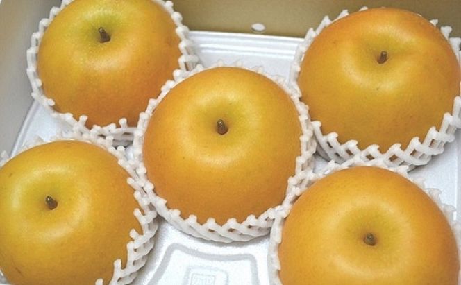 フルーツの里の直売所より あきづき梨 5kg ナシ 果物 先行予約 
