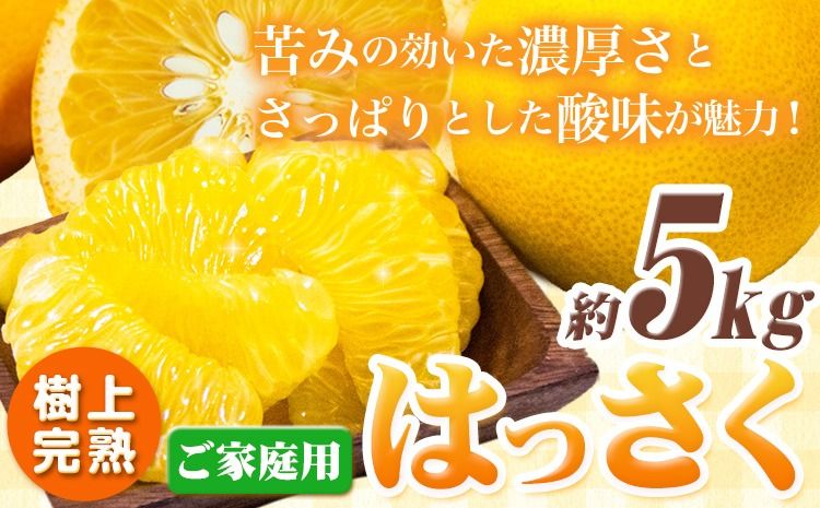 樹上完熟 ご家庭用 訳あり はっさく 八朔 みかん 5kg +250g (傷み補償分) 池田鹿蔵農園 @日高町[4月上旬-5月末頃出荷]和歌山県 日高町 送料無料 はっさくみかん 家庭用 光センサー選別 訳あり八朔 訳ありはっさく[配送不可地域あり]---wsh_idn323_4j5m_25_12000_5kg---