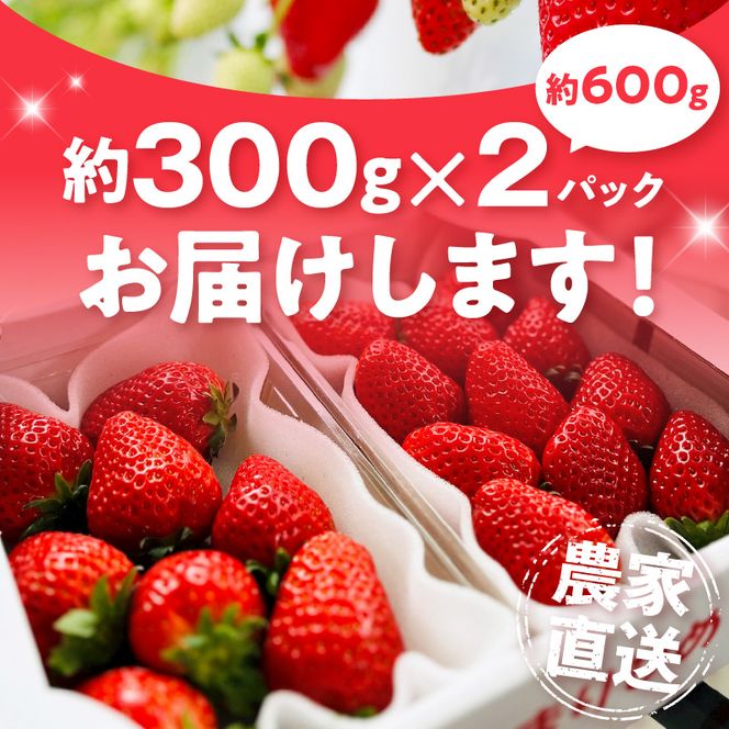 朝摘み 完熟 まりひめ いちご 約300g×2パック (合計約600g)_AB7334