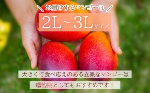 【2026年6月末から順次発送】選べる数量 2～3玉(約1kg)/3～6玉(約2kg) 2L～3L マンゴー 【 産地直送 旬 フルーツ 新鮮 完熟 マンゴー 石垣 沖縄 】