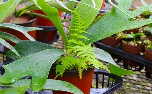 【OnnaIchigoFarm】コウモリラン　小 沖縄 コウモリラン ビカクシダ 室内植物 屋外植物 ヘゴ板 室内緑化 植物インテリア 観葉植物 沖縄産 プラントギフト 緑のある暮らし 園芸用品 インテリアプランツ 根付き植物 人気 ヘゴの木 おすすめ 送料無料 恩納村
