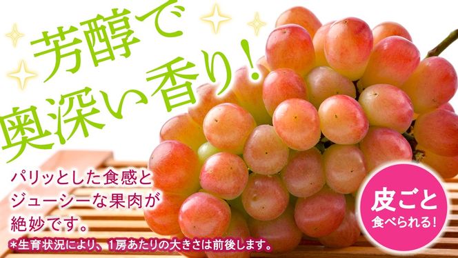 ＼選べる内容量／ 我が道 約1.3kg ～ 5kg  (約2～12房)【2026年8月より発送開始】（茨城県共通返礼品 [ぶどう]：結城市産） ぶどう ブドウ 葡萄 我が道 黒ぶどう 皮ごと 高級 国産 ふるさと納税