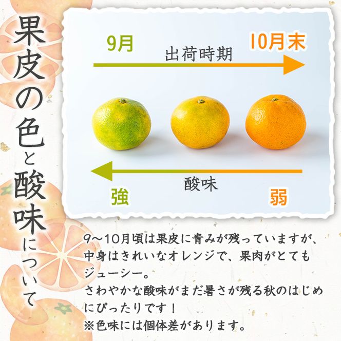 ＜先行予約受付中！2026年9月下旬以降順次発送予定＞数量限定！竹ん子山の早生みかん(約5kg) 国産 鹿児島県産 阿久根産 ミカン 蜜柑 みかん 柑橘 果物 フルーツ 温州みかん 早生みかん 果実 期間限定 【竹ん子山】akn097-02