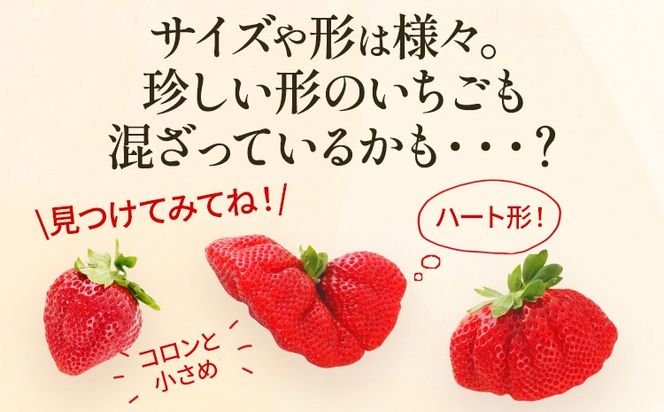 あまおう 約550g（約275g×2パック）（先行受付／2025年1月以降順次発送予定）いちご 大粒 不揃い 苺 イチゴ 福岡高級 フルーツ 土産 福岡県