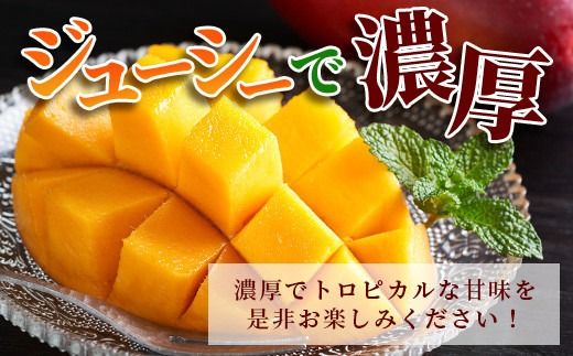 ［予約受付］美ら姫マンゴー2kg（完熟・アーウィン種）≪2026年7月中旬～順次発送≫【 産地直送 沖縄県 石垣市 マンゴー フルーツ 果物 南国 石垣島 】CB-2