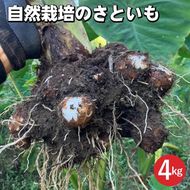 【期間限定】自然栽培のさといも 4kg 京都 亀岡産 かたもとオーガニックファームよりお届け《里芋 野菜 産地直送 国産 採れたて 新鮮 サトイモ》 ※2024年11月上旬～2025年2月下旬頃に順次発送予定 ※離島への配送不可