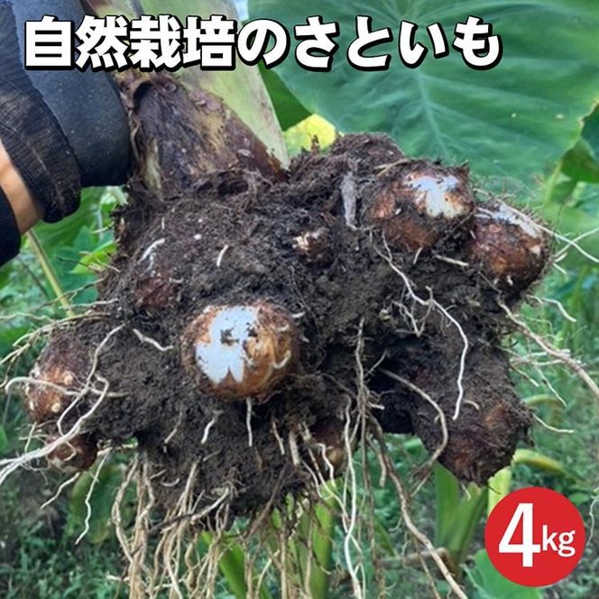 【期間限定】自然栽培のさといも 4kg 京都 亀岡産 かたもとオーガニックファームよりお届け《里芋 野菜 産地直送 国産 採れたて 新鮮 サトイモ》 ※2024年11月上旬～2025年2月下旬頃に順次発送予定 ※離島への配送不可