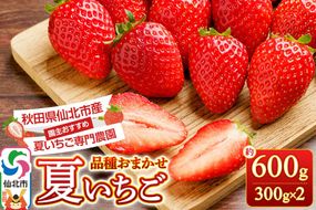 《近畿以北限定》 夏イチゴ専門農園の園主おすすめ！ 仙北市産 夏イチゴ 約600g（約300g×2パック） [苺 イチゴ いちご ブランド 品種 銘柄 なつあかり 夏のしずく 希少品種 ケーキ ジャム スムージー スイーツ フルーツ 果物 秋田県 今が旬]|02_sfm-030201