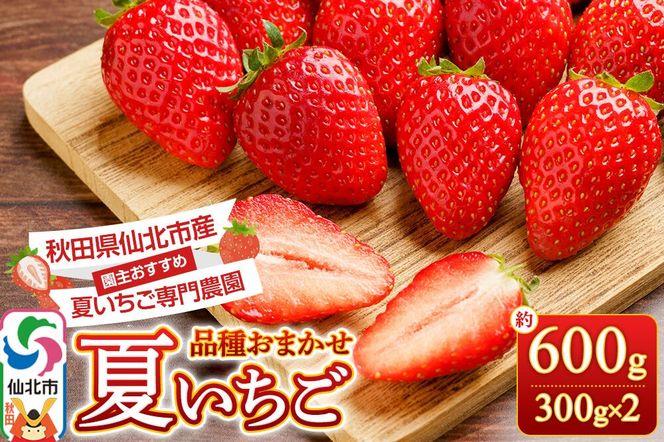 《近畿以北限定》 夏イチゴ専門農園の園主おすすめ！ 仙北市産 夏イチゴ 約600g（約300g×2パック） [苺 イチゴ いちご ブランド 品種 銘柄 なつあかり 夏のしずく 希少品種 ケーキ ジャム スムージー スイーツ フルーツ 果物 秋田県 今が旬]|02_sfm-030201