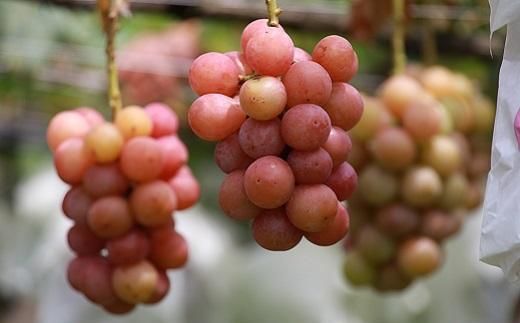 【2026年発送】シャインマスカット＋お任せぶどう 約1.5kg（2～3房） 232238_SS006