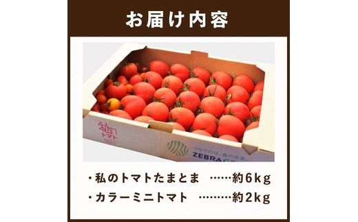【限定出荷】"たまとま"＋カラーミニトマト(約8kg)《 野菜 トマト ミニトマト カラートマト 期間限定 送料無料 おすすめ 美味しい セット とまと ふるさと納税 》【2403C12102】