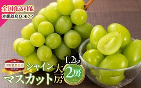 【2026年発送★先行予約】山梨県笛吹市産　シャインマスカット大房2房 1.2kg 223-027-26y