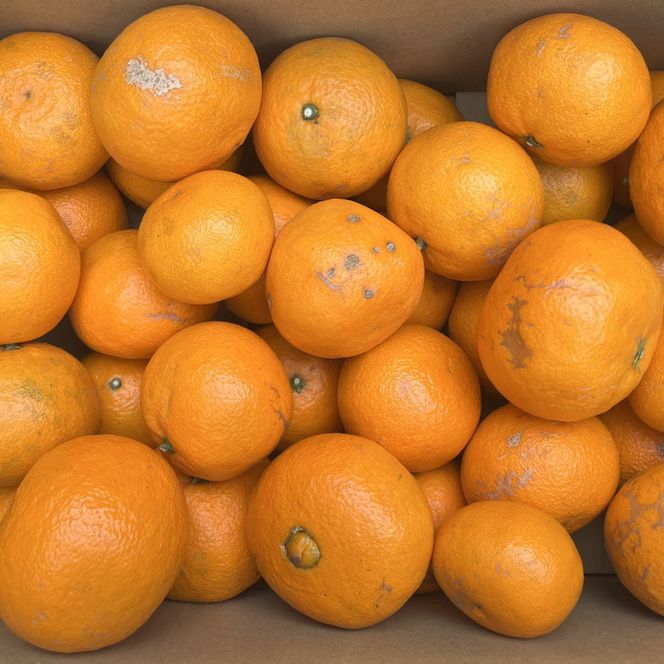 【春みかん】和歌山有田産カラマンダリン約5kg(サイズ混合　ご家庭用)