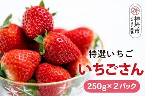 【先行受付 令和8年1月下旬より発送開始】期間限定 特選いちご(いちごさん) 250g×2パック【苺 イチゴ ブランドいちご 朝採れ デザート スイーツ フルーツ 誕生日ケーキ バレンタイン】(H101106)