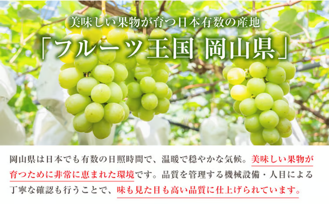 ぶどう 2026年 先行予約 シャイン マスカット 1房 約500g ブドウ 葡萄 岡山県産 国産 フルーツ 果物 ギフト