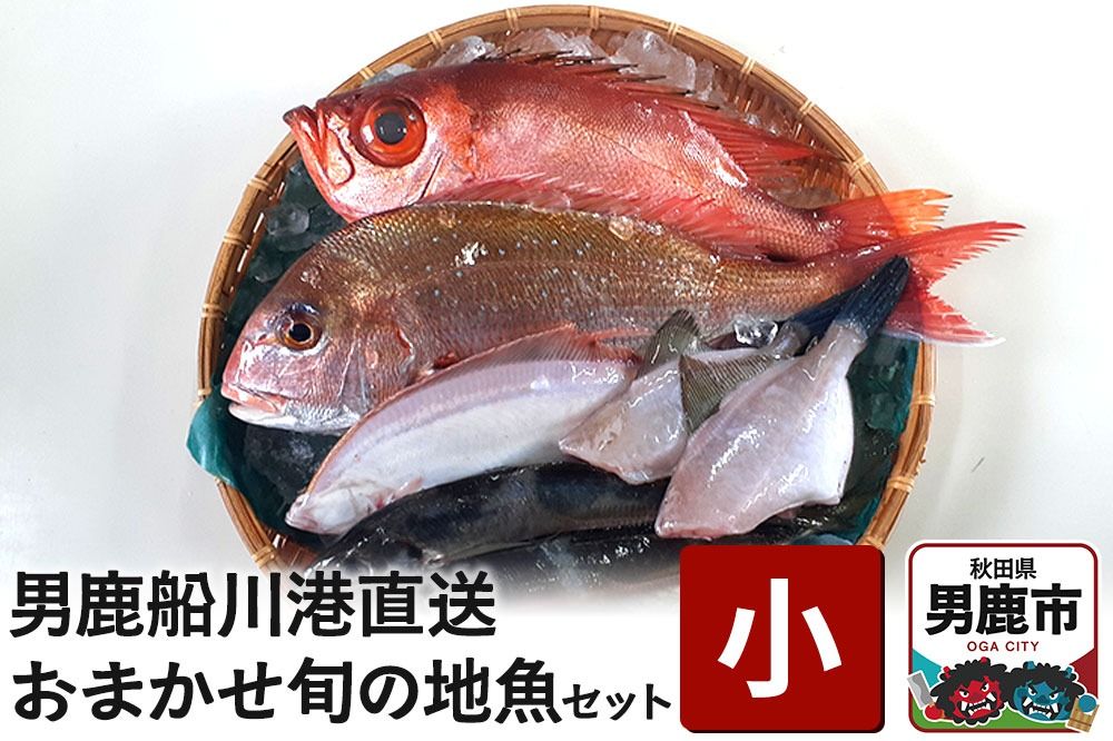 男鹿船川港直送おまかせ旬の地魚セット(小)秋田県 男鹿市 萬漁水産|23_mgs-010101