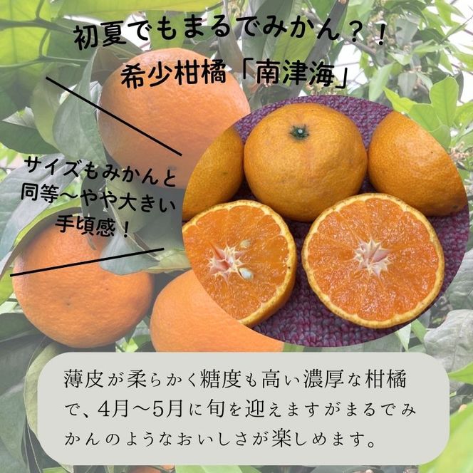 140.南津海（なつみ）（約5kg）(140-1)