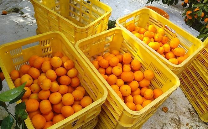 Premium清見ジュース（2本セット）※北海道・沖縄・離島への配送不可 IKTAT001 