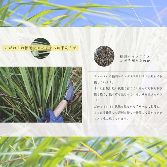 ティー ハーブ 福岡レモングラス - ふくおかれもんぐらす - fukuoka lemongrass - 11包入り ティーバッグ