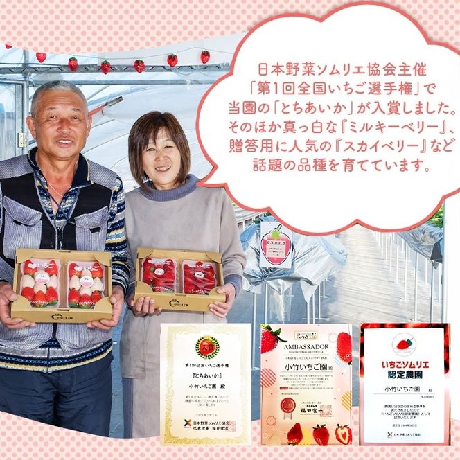 【SAKUNICHIKA】さくらブランド6種ギフトセット｜とちあいか とちおとめ スカイベリー ミルキーベリー 栃木県 さくら市 イチゴ 苺