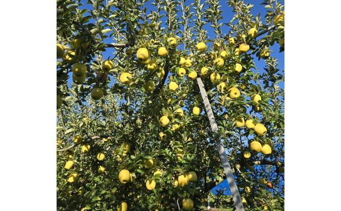 【2026年10月～発送】シナノゴールド 訳あり家庭用 約5kg 12～23玉 りんご 果物 訳あり 信州 長野