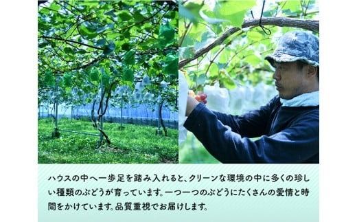 【令和8年産】【訳あり】小粒なシャインマスカット1kg 【 ぶどう 果物 葡萄 フルーツ ブドウ デザート 川南町産 数量限定 期間限定 】 [B03401]