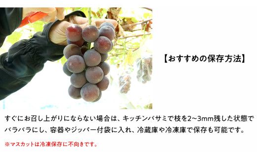 旬のぶどう詰合せ 色とりどりの種類おまかせ 約3kg(5～10房) (石岡市 共通返礼品) ぶどう シャインマスカット 巨峰 詰め合わせ 果物 フルーツ 旬 人気 産直 採れたて 新鮮 秋 国産 【 2026年9月中旬から発送開始 】