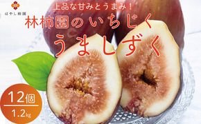 【先行予約】上品な甘みとうまみ！林柿園のいちじく うましずく12個 1.2kg ※2026年8月～発送