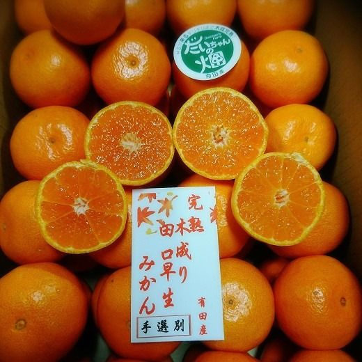 ［先行予約］有田みかん  秀品 3kg（箱込み）+痛み保障増量　木成り完熟［贈答用］大ちゃんの畑農園 CA09