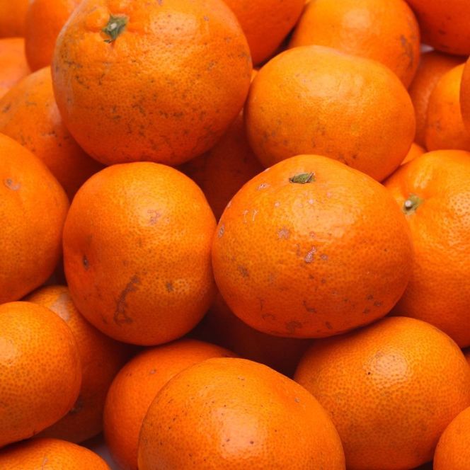 家庭用 完熟有田みかん1kg+250g（傷み補償分）  	CZ013