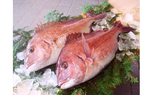 久良 の まだい 2尾 合計 3kg 以上 15000円 真鯛 たい タイ 2匹 刺身 刺し身 養殖 取り寄せ お取り寄せ 鮮魚 冷蔵 鍋 お造り 魚 海鮮 鮮魚 海鮮鍋 鯛 マダイ 年末年始 お祝い 父の日 母の日 敬老の日 誕生日 米寿 紅白 お正月 めでたい 久良漁業協同組合 愛南町 愛媛県