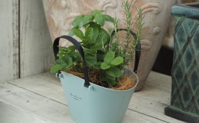 ハーブ 寄植え 摘み取って使う 新鮮 ハーブ 3種の寄せ植え プラ鉢 水色 苗木 庭 玄関先 ベランダ 植物 インテリア グリーンアイテム ハーブの寄せ植え おしゃれ 育てやすい 
