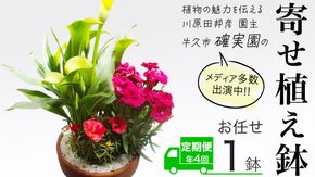 《 3ヶ月に1回お届け！年4回 定期便 》【 確実園 オリジナル 】 寄せ植え （おまかせ1点） ガーデニング 花 はな フラワー 鉢 鉢植え [BG011us]