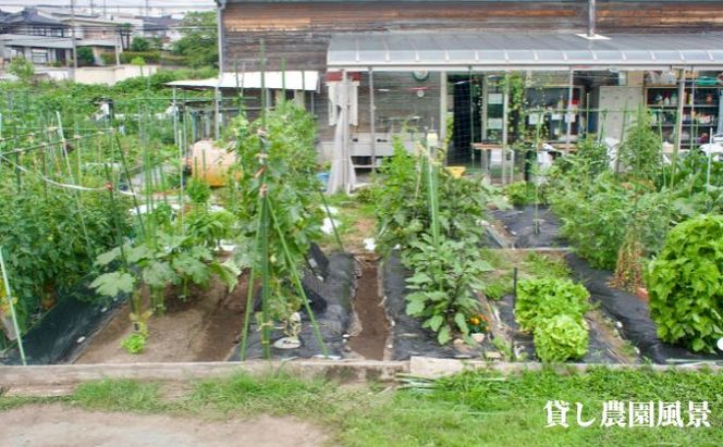 下田ビレッジ農園1年ご利用券 体験チケット チケット 