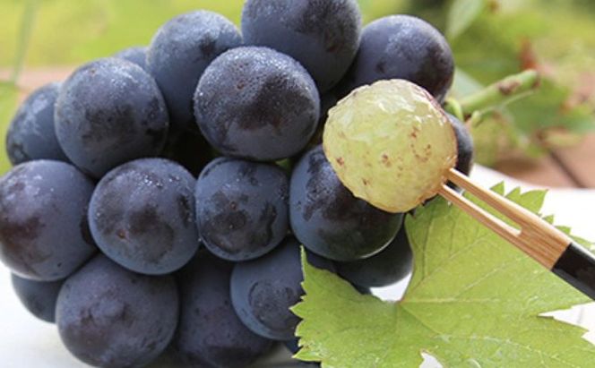 桃 ぶどう 2026年 先行予約 白桃 2玉 合計約600g （1玉約300g） シャインマスカット 晴王 ニューピオーネ 各1房 550g以上 もも 葡萄 詰合せ 岡山 国産 フルーツ 果物 ギフト 桃茂実苑