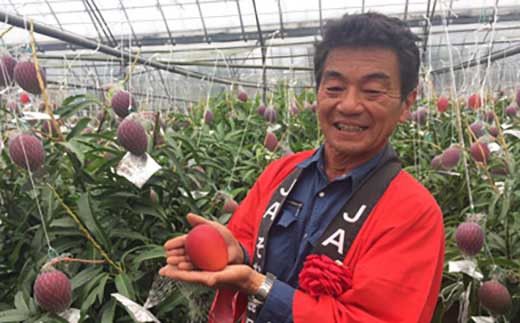 【JA大崎選果場厳選】「大崎産マンゴー2026」 おおよそ300g×2玉 464686_X018