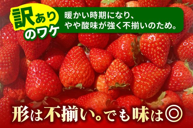 [訳あり] ごろっと盛り盛りいちご『とちあいか』2000g｜いちご イチゴ 苺 とちあいか フルーツ 果物 スイーツ 産地直送 栃木県産 矢板市産 [0539]