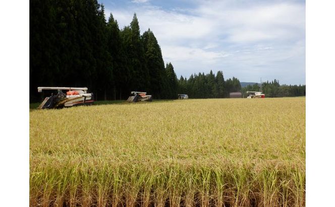 【通年受付】令和7年産魚沼産新之助　精米5kg　全12回 十日町市 十日町 米