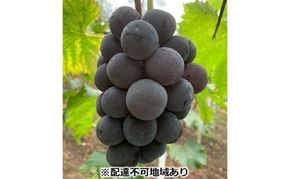 ぶどう 【2026年 先行予約】 種なし完熟 ニューピオーネ 2房 合計約1kg/ ブドウ 葡萄 岡山県産 国産 フルーツ 果物 渡邊農園
